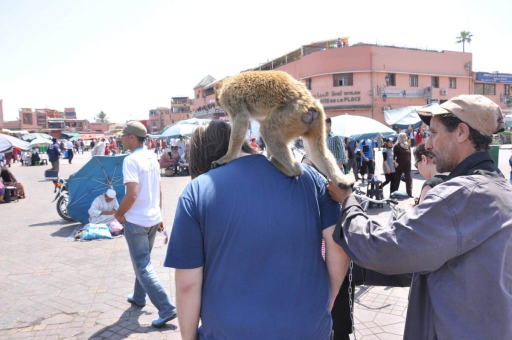 Mono subido a un turista en Marrakech