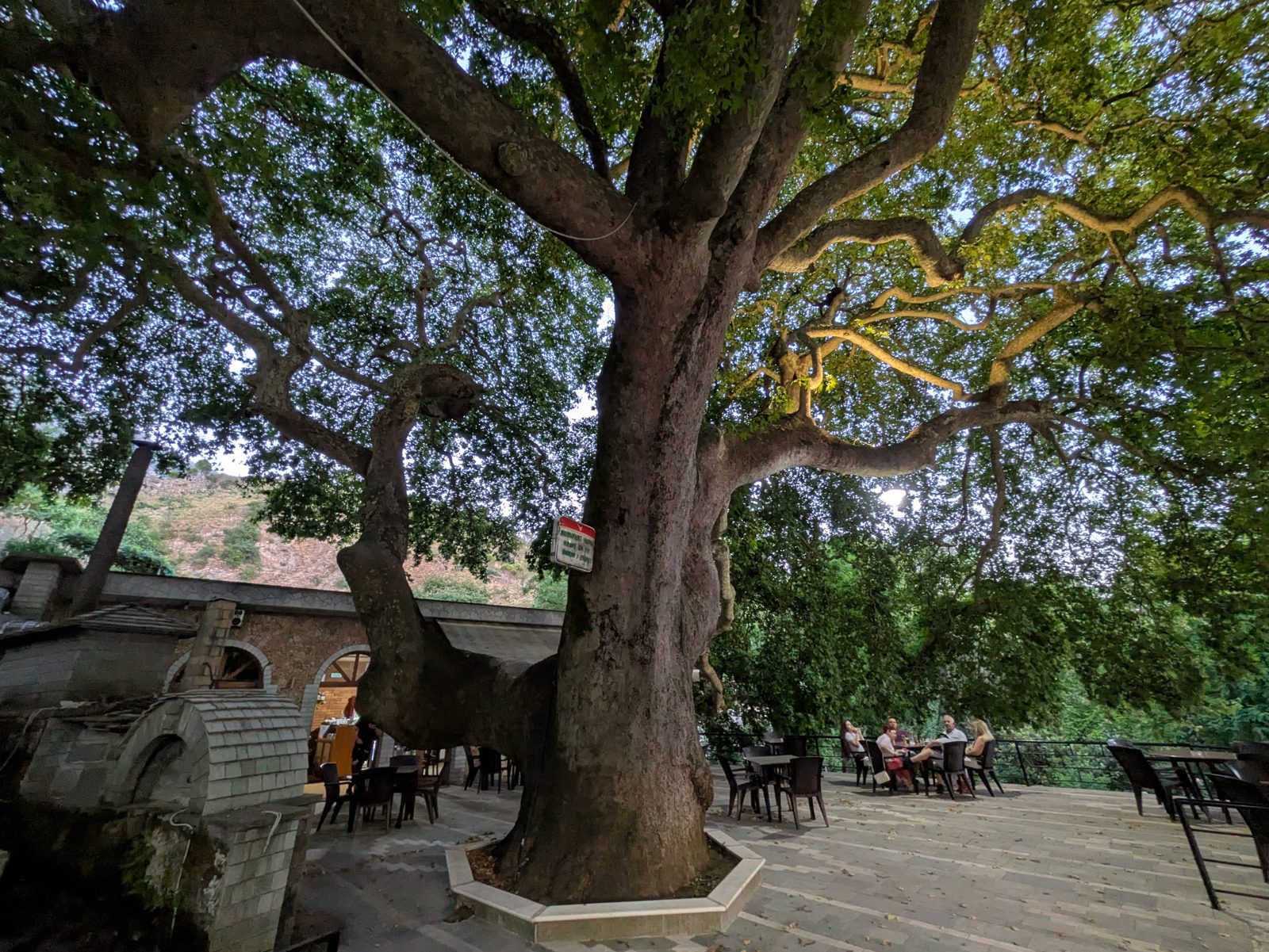 Plátano centenario de Libohovë con mesas de restaurante a su sombra