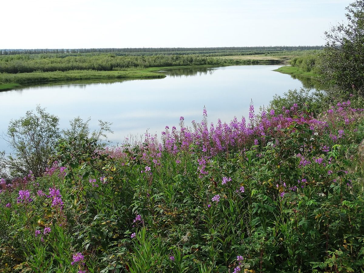 El río Mackenzie con epilobios en flor cerca de Inuvik, en Canadá